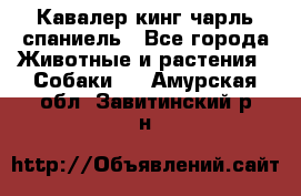 Кавалер кинг чарль спаниель - Все города Животные и растения » Собаки   . Амурская обл.,Завитинский р-н